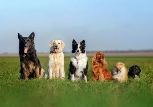 Dogs sitting in a field