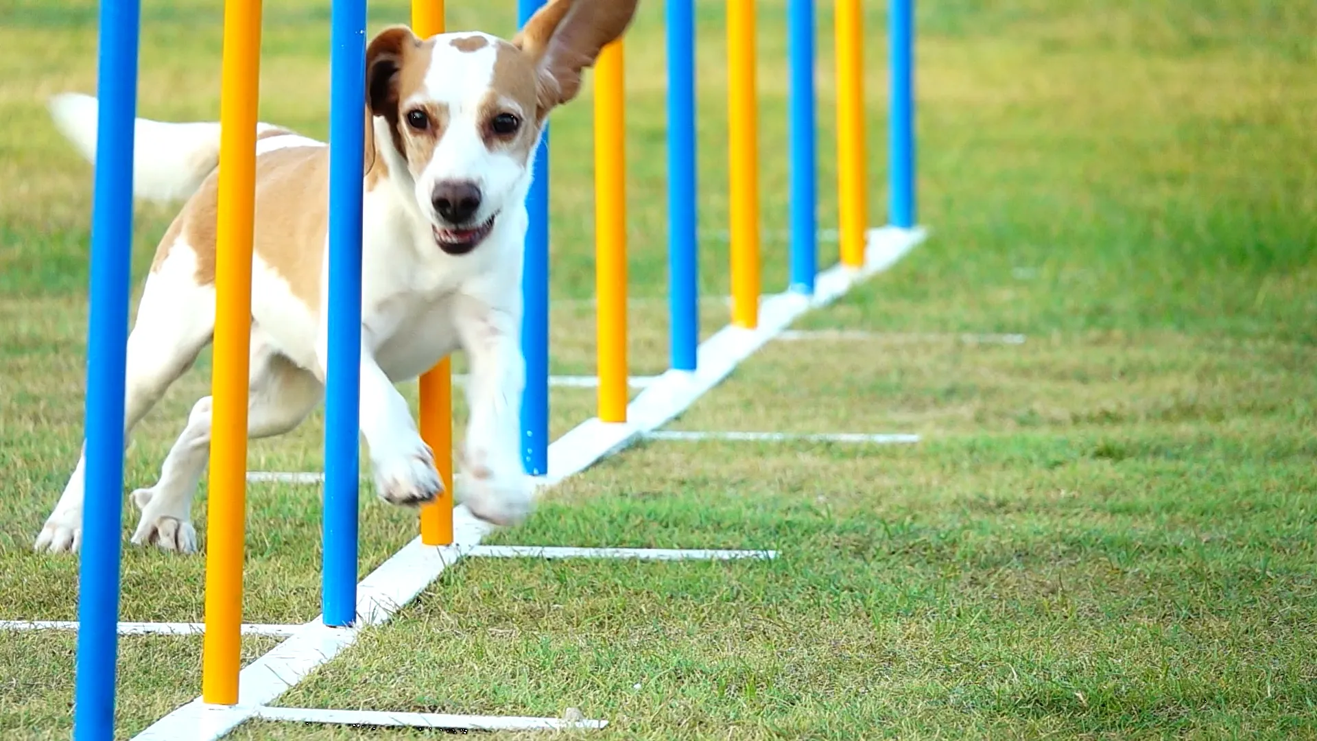 Dog agility obstacle course