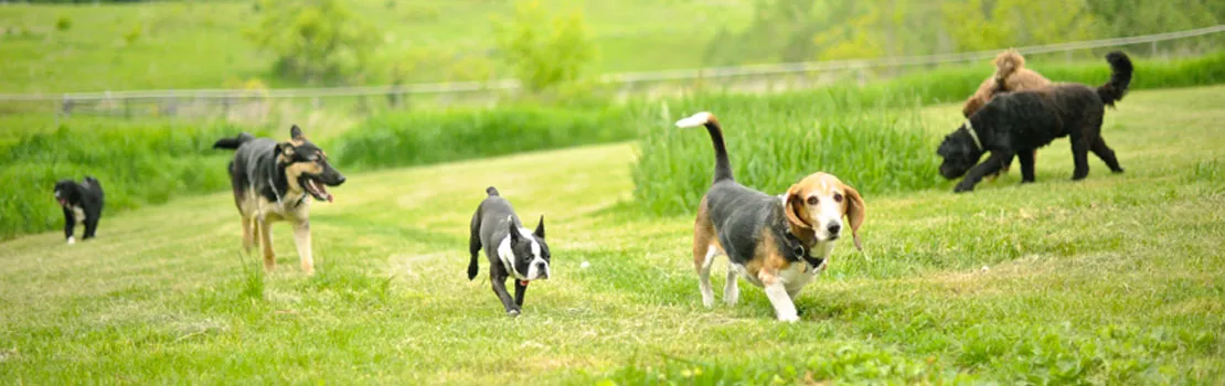 Five dogs exploring the farm